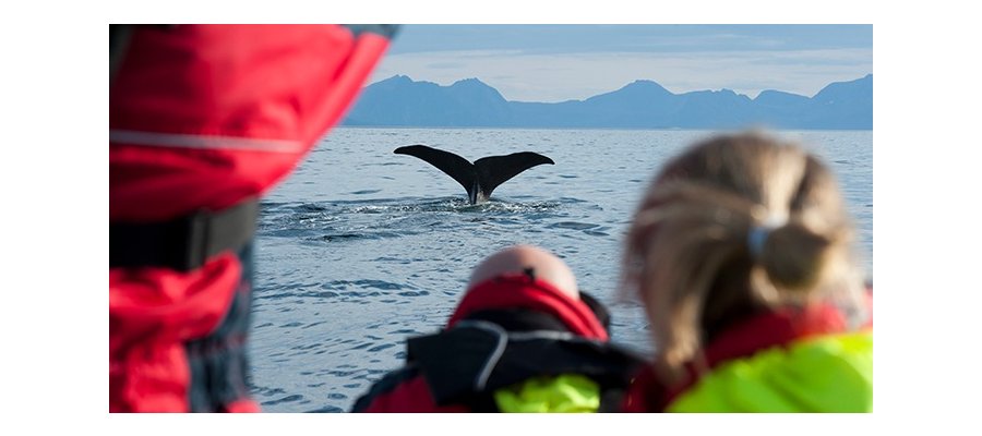 Vesterålen behøver besøksforvaltning