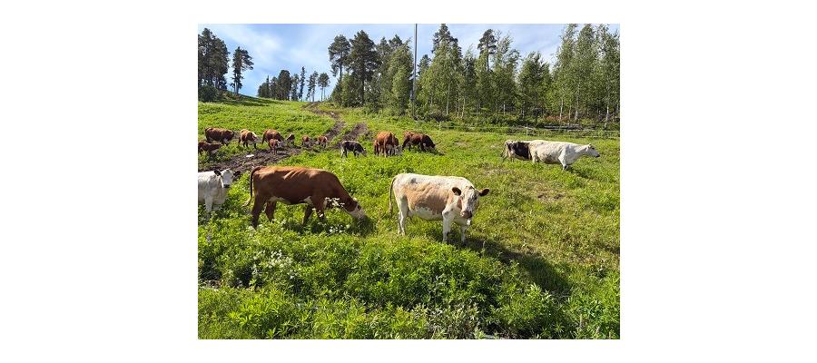 Ko-llegor gör sommarcomeback i Järvsöbacken