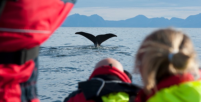 Vesterålen behøver besøksforvaltning