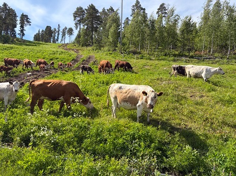 Ko-llegor gör sommarcomeback i Järvsöbacken